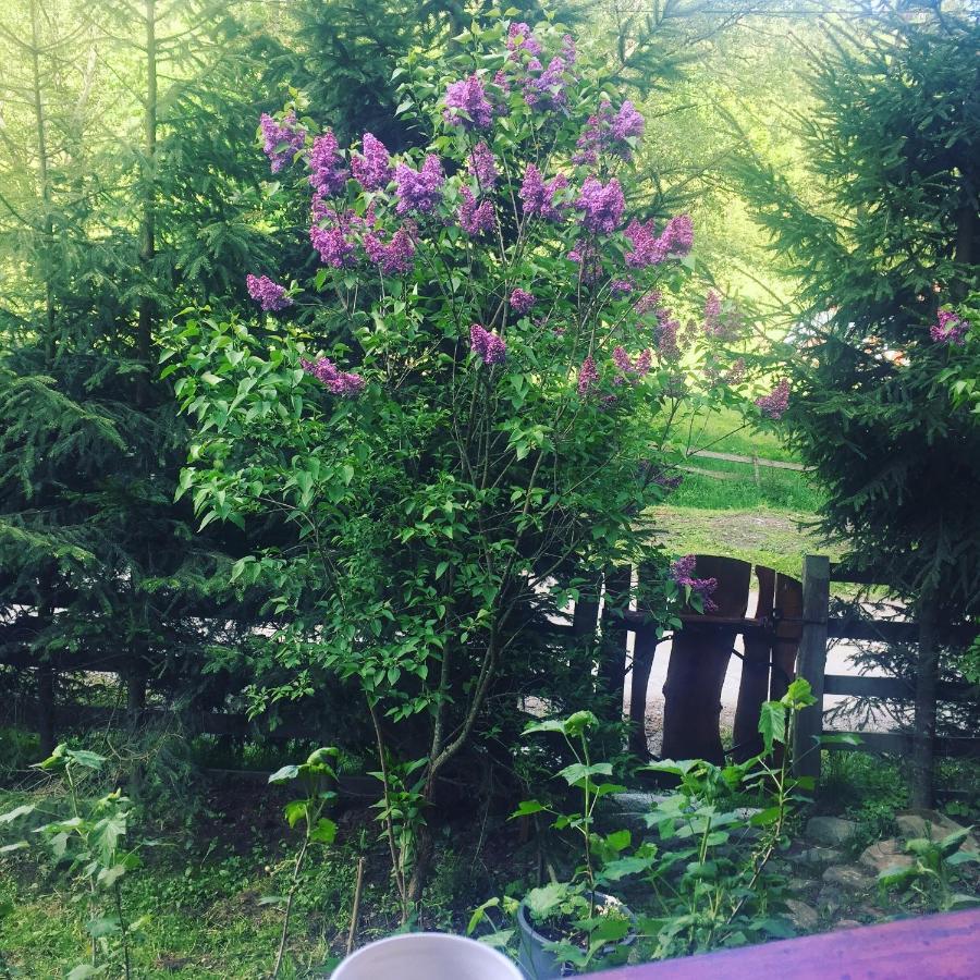 Cabana Ancutei Rucăr Esterno foto